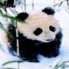 2 Tickets To San Diego Zoo