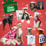 Win a Peace, Love & Pups Holiday Sweepstakes in online sweepstakes