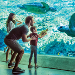 Visit Orlando Sweepstakes prize ilustration