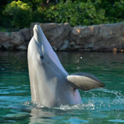 Guy Harvey x Discovery Cove Giveaway prize ilustration