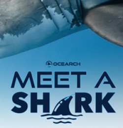 Ocearch Meet A Shark Sweepstakes prize ilustration