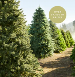 Balsam Hill Evergreen Giveaway prize ilustration