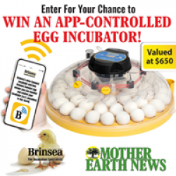 Brinsea Maxi 48 Incubator Sweepstakes prize ilustration