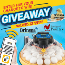 Brinsea Maxi Incubator Giveaway prize ilustration