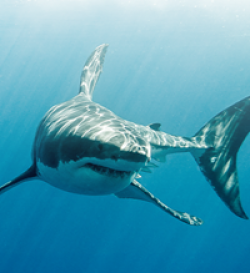 Ocearch Meet a Shark Sweepstakes prize ilustration