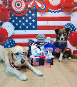 DOGTV June Giveaway prize ilustration